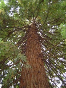 196706_509022313324_2936_n